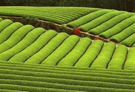 集體土地的征地補償費該怎么分配？