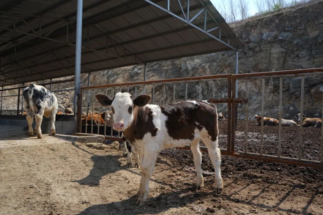 合法養殖場被作為違建拆除怎么賠償？最高法：不低于同類養殖場補償標準！
